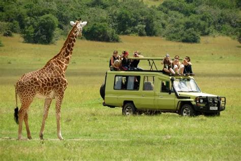 days tanzania wildlife safari tanzania wildlife safaris tanzania