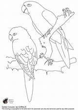 Golden Conures Colouring Parrot sketch template