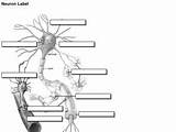 Neuron Neurons 8th 11th Planet Grade sketch template