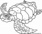Coloring Sea Turtle Pages Printable sketch template