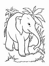 Coloring Dyr Tegninger Elefanti Elephants Elefante Disegni Colorear Elefanten Colorat Imagini Fargelegge Colorare Bambini Dieren Fisa Tekeningen Planse Animais Fargelegging sketch template