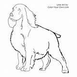 Spaniel Springer Coloring Cocker Pages Color Dog Printable Dogs Spoon Getcolorings Line sketch template
