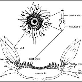 parts   sunflower diagram diagram resource gallery