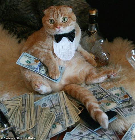 World S Wealthiest Cats Pose On Site Featuring Top One