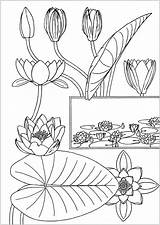 Coloring Lily Water Pages Printable Onlinecoloringpages sketch template
