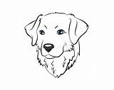 Retriever Golden Hundekopf Farbtonseite sketch template