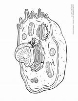 Cell Animal Diagram Drawing Sketch Human Printables Pencil Choose Board Tim Biology sketch template