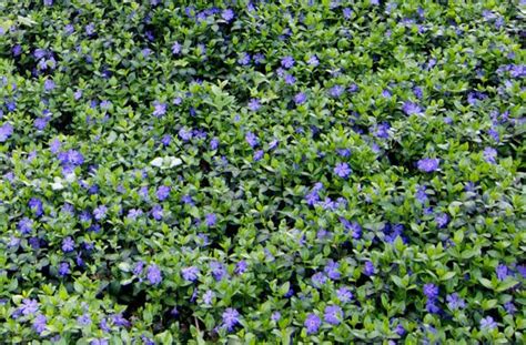 vinca minor ground cover plants evergreens  shade front yard