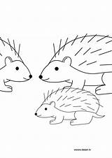 Coloring Hedgehog Pages Animals Print Coloringtop sketch template