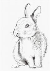 Lapin Animaux Coloriage Auswählen sketch template
