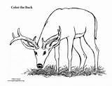 Deer Buck Coloring Pages Male Big Color Printable Monster Hunting Pdf Template Nature Print Getcolorings sketch template