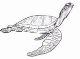 Turtle Coloring Pages Sea sketch template
