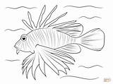 Coloring Lionfish Pages Drawing Fish Easy Lion Cartoon Draw Drawings Outline Printable Sketch Step Colouring Reef Supercoloring Coral Animal Preschool sketch template