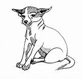 Sitting Chihuahua sketch template