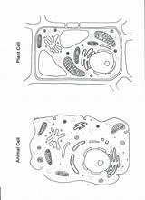 Coloring Cell Plant Cells Animal Diagram Drawing sketch template
