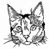 Katze Ausmalbilder Katzen Malvorlagen Ausdrucken Erstkommunion sketch template