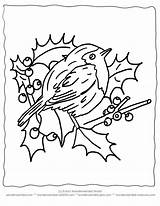 Robin Weihnachten Colouring Kostenlose Vogel Brandmalerei Malvorlagen Ausmalbilder Holly Xmas Wonderweirded Weihnachtsmalvorlagen Birdie sketch template