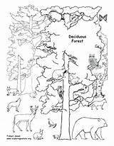 Forest Coloring Deciduous Animals Pages Rainforest Tundra Drawing Biome Printable Trees Tropical Habitat Ecosystem Clipart Habitats Draw Biomes Labeled Animal sketch template