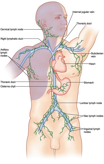 Lymph From The Entire Body Drains Eventually Into Thoracic Duct True Or