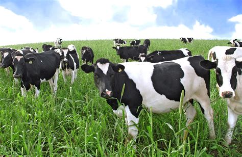 andi dairy farm purchases  breeding cows   usa agrodaily