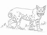Bobcat Lince Lynx Roux Rossa Printmania Coloriages sketch template