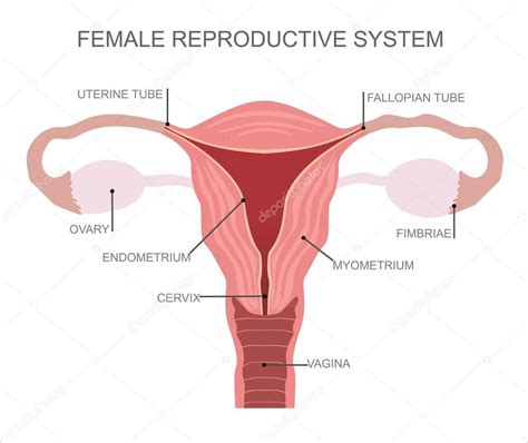 organes du système reproducteur féminin — image vectorielle mitay20