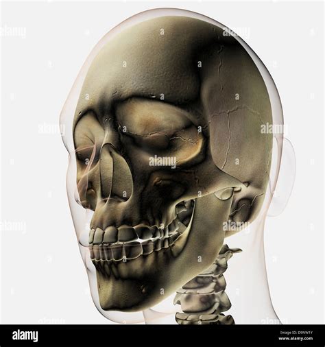 dimensional view  human skull  teeth stock photo alamy
