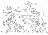 Coloring Pages Seabed Marine Life Coloringtop sketch template