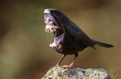 big mouth birds by sarah deremer
