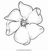 Gardenia Gardenie Disegnidacoloraregratis sketch template