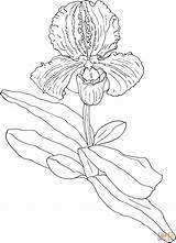 Coloring Slipper Orchid Paphiopedilum Orchids Flower Cattleya Drawing Pages Para Colorear Pansy Dibujo Printable Lady Bailarinas Drawings Orchidee Orchideen Outline sketch template