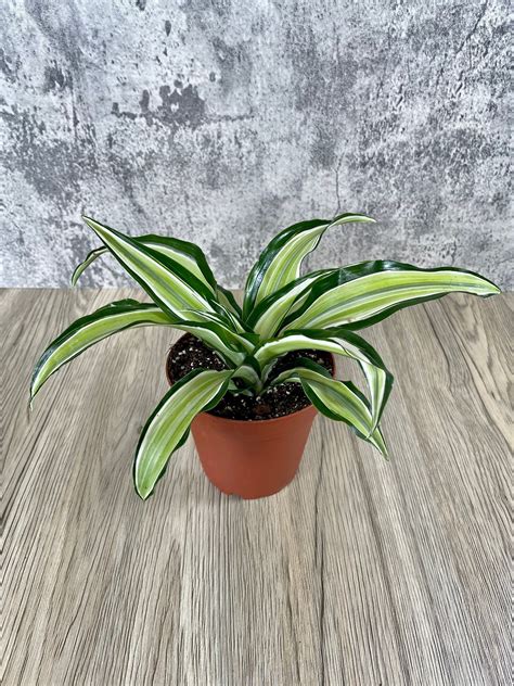 dracaena malaika dragon    pot exceptional quality house plant