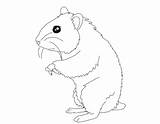 Hamster Coloring Pages Line Drawing Kids Printable Color Print sketch template