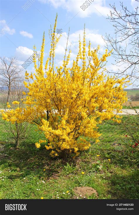 imagen  foto yellow bush prueba gratis bigstock