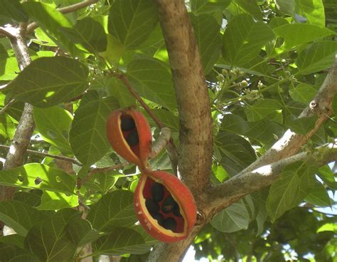 botanist backyard peanuts grow  trees