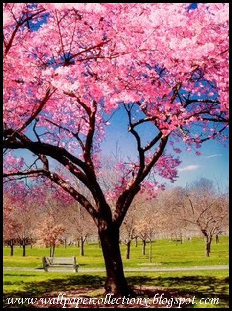 wallpapercollectionx cherry blossom tree