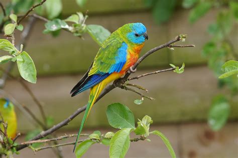 turquoise parrot walk  aviary twycross zoo tim ellis flickr