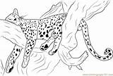 Cheetah Coloring Pages Sleeping Printable Drawing Color Kids Coloringpages101 Cheetahs Animal Online Choose Board sketch template