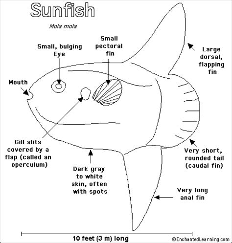 sunfish printout enchantedlearningcom