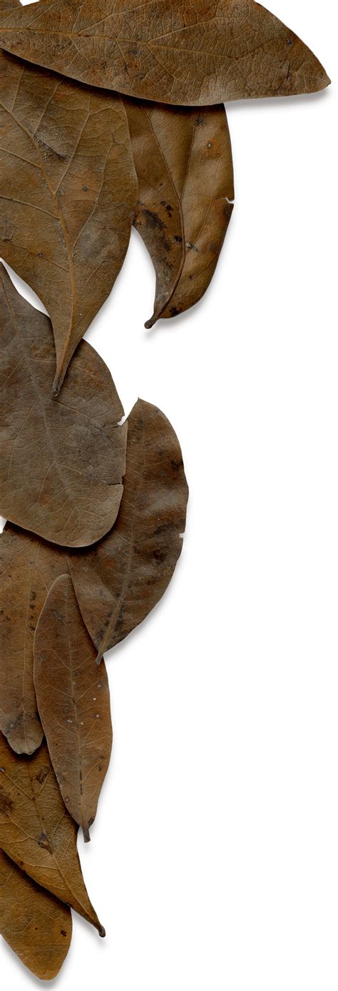 freebie commercial  brown leaf edging hg designs