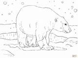 Polar Ours Polaire Oso Osos Orso Polare Colorat Urs Adulte Polares Supercoloring Incroyable Icee Amusant Animali Mammiferi sketch template