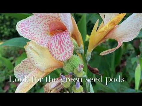 grow canna lily  seeds learn   minutes youtube