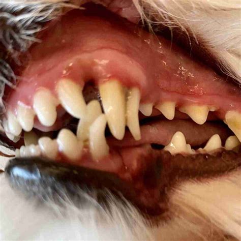 dog  extra retained puppy teeth walkerville vet