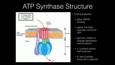 atp synthase mechanism  atp synthesis youtube