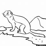 Gopher Coloring Pages Animals General Online sketch template