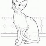 Coloring Cats Devon Rex Pages sketch template