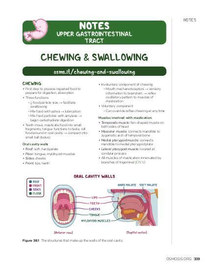 chewing and swallowing osmosis