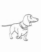 Dackel Dachshund Ausmalbilder Hunde sketch template