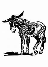 Donkey Coloring Line Drawing Pages Large Getdrawings Edupics sketch template