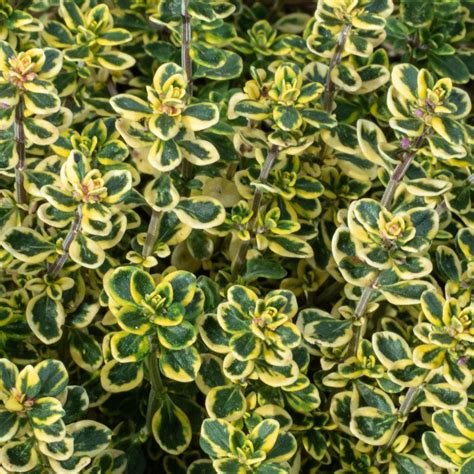 variegated lemon thyme garden plant culinary herb  uk delivery